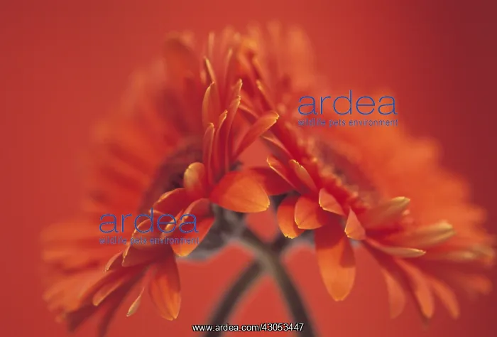 : Gerbera : Gerbera