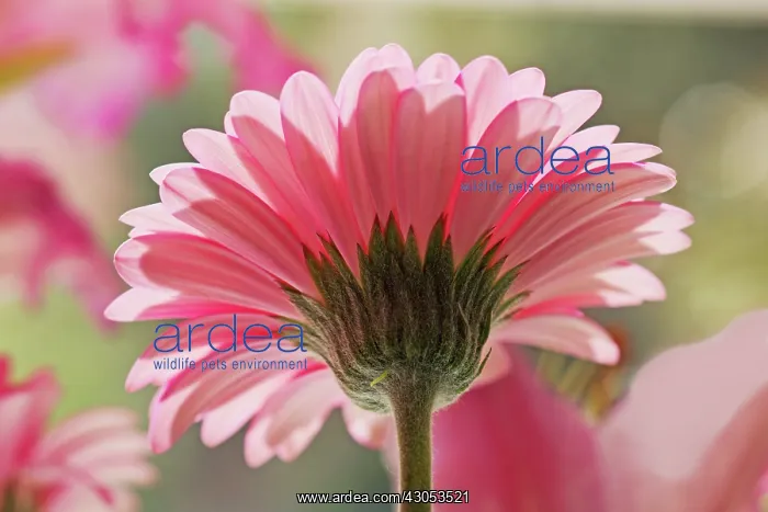 : Gerbera. Gerbera : Gerbera. Gerbera
