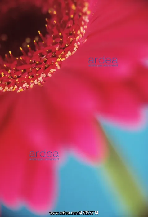 : Gerbera : Gerbera