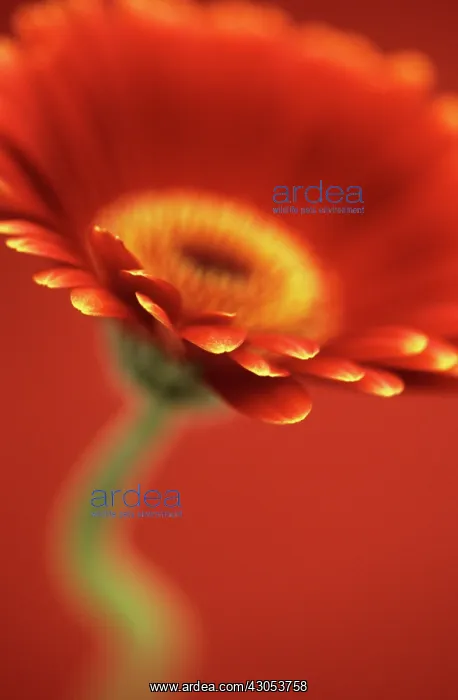 : Gerbera : Gerbera