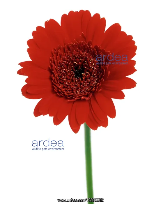 : Gerbera : Gerbera