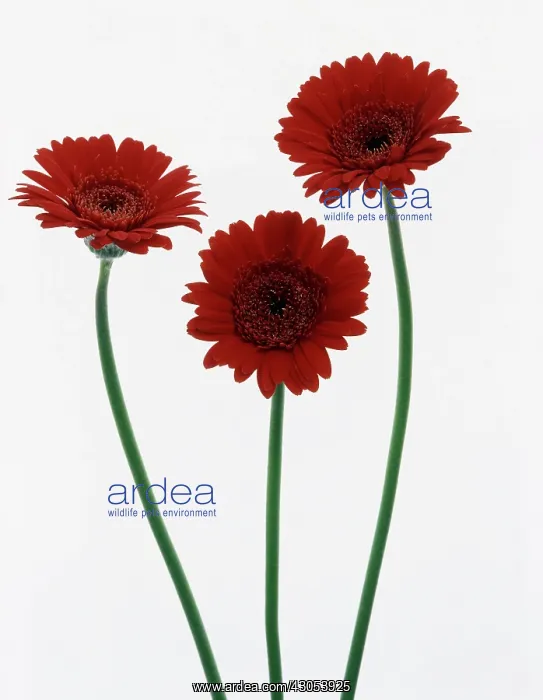 : Gerbera. Gerbera : Gerbera. Gerbera