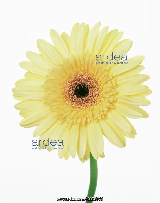 : Gerbera. Gerbera : Gerbera. Gerbera