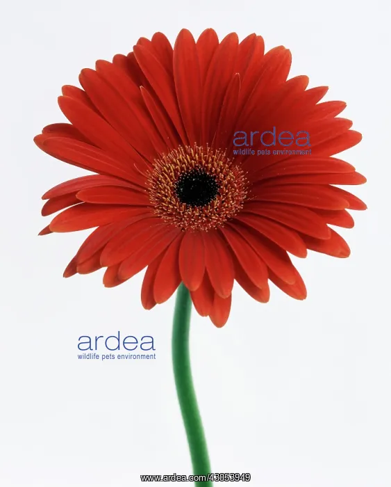 : Gerbera. Gerbera : Gerbera. Gerbera