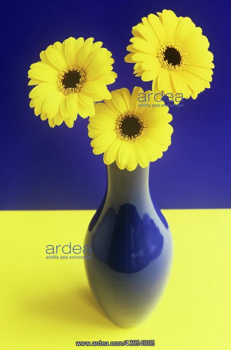 : Gerbera : Gerbera