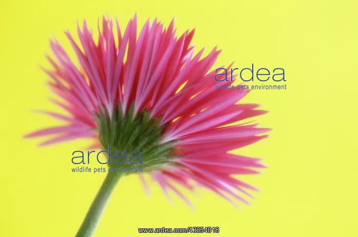  : Gerbera