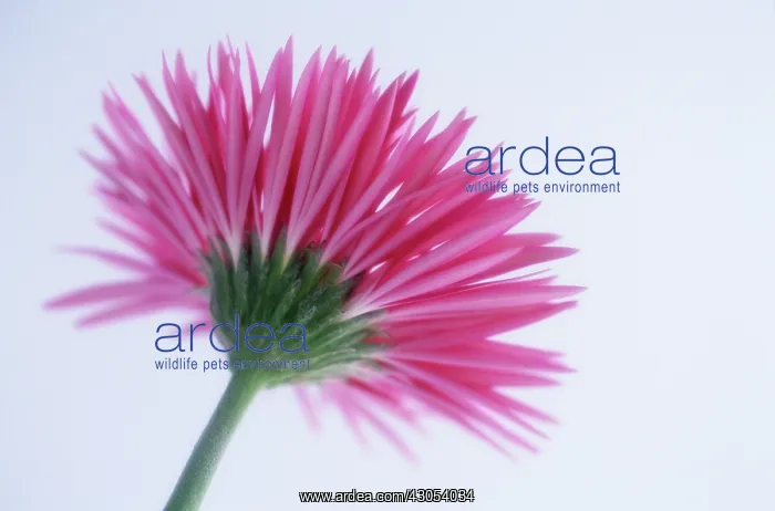  : Gerbera