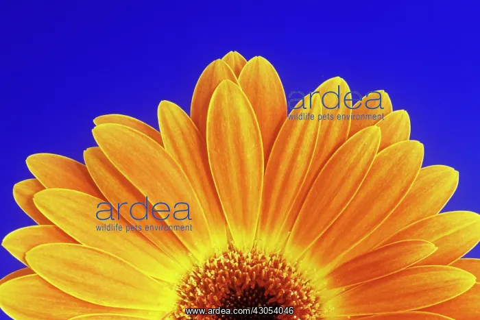 : Gerbera : Gerbera