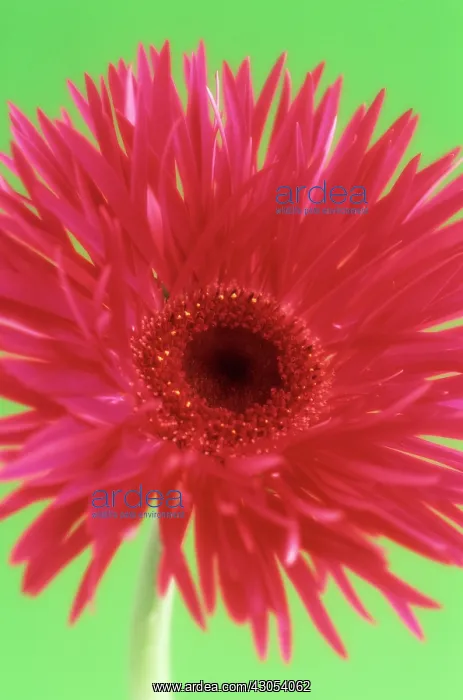 : Gerbera : Gerbera