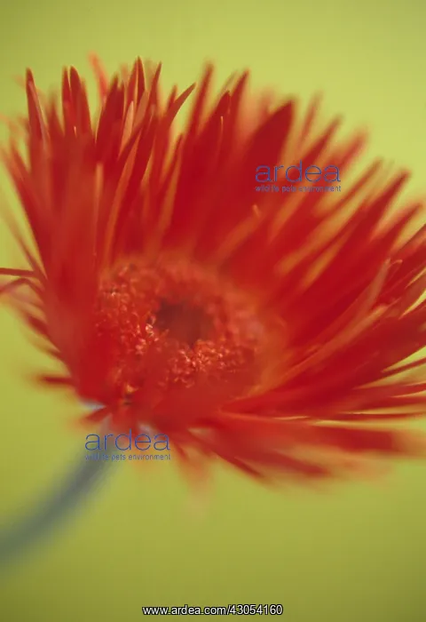 : Gerbera : Gerbera