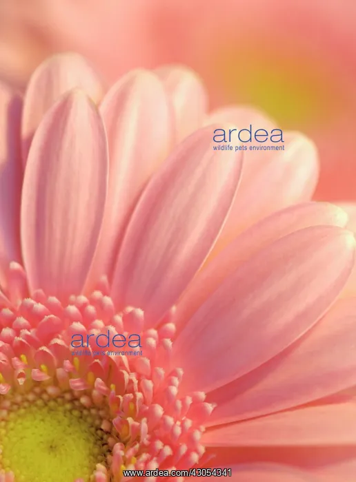 : Gerbera : Gerbera