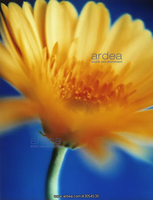 : Gerbera : Gerbera
