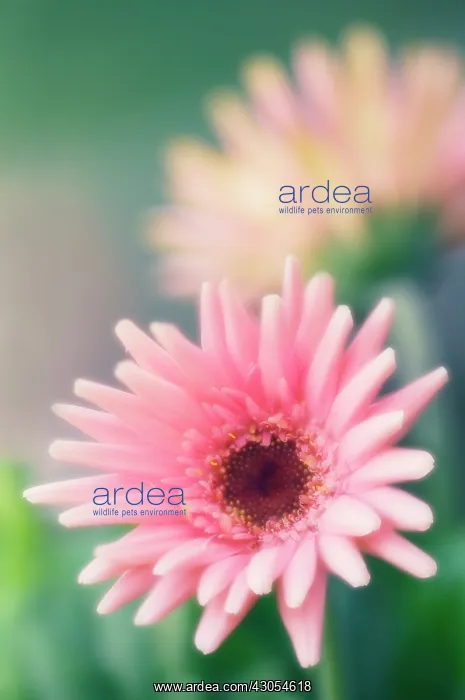 : Gerbera : Gerbera