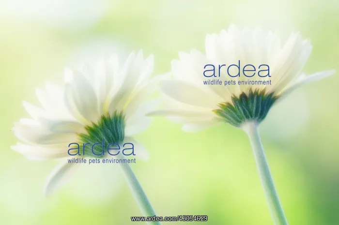  : Gerbera