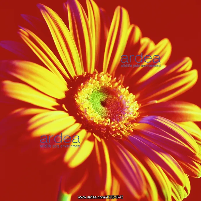 : Gerbera. Gerbera : Gerbera. Gerbera