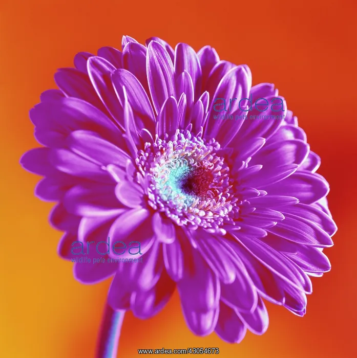 : Gerbera. Gerbera : Gerbera. Gerbera