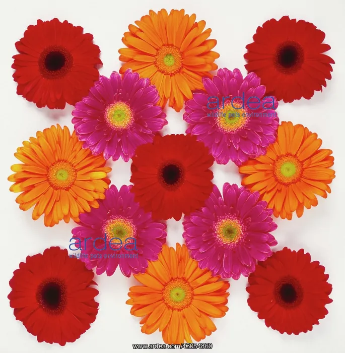 : Gerbera. Gerbera : Gerbera. Gerbera