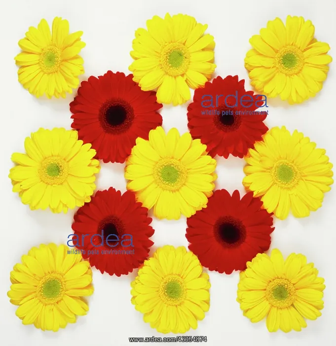 : Gerbera. Gerbera : Gerbera. Gerbera