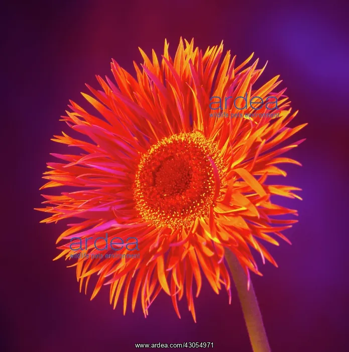 : Gerbera. Gerbera : Gerbera. Gerbera