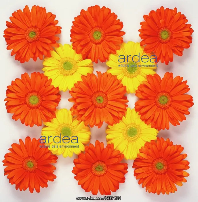 : Gerbera. Gerbera : Gerbera. Gerbera