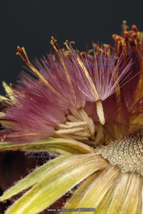 : Gerbera : Gerbera
