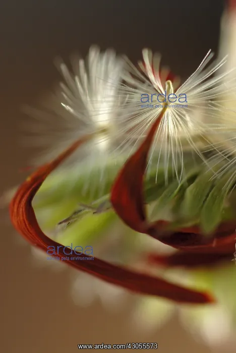 : Gerbera : Gerbera