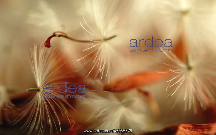 : Gerbera : Gerbera