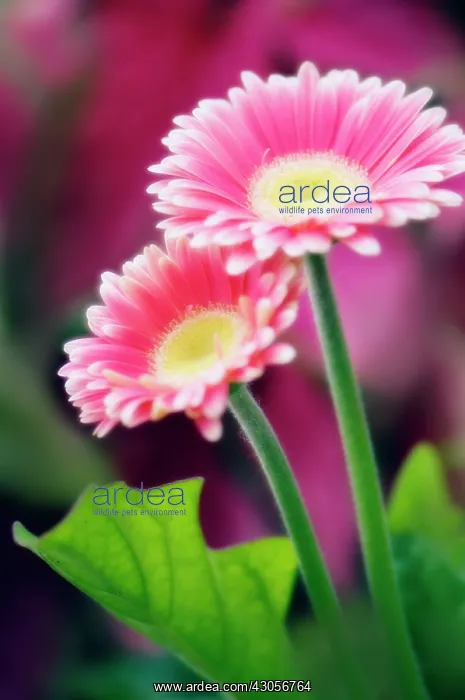 : Gerbera, Barberton daisy, Gerbera jamesonii : Gerbera, Barberton daisy, Gerbera jamesonii