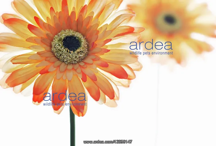 : Gerbera : Gerbera