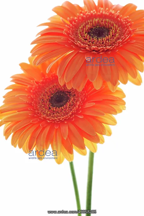 : Gerbera : Gerbera