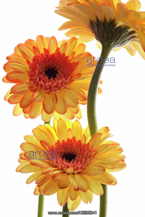 : Gerbera : Gerbera