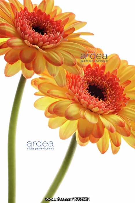 : Gerbera : Gerbera
