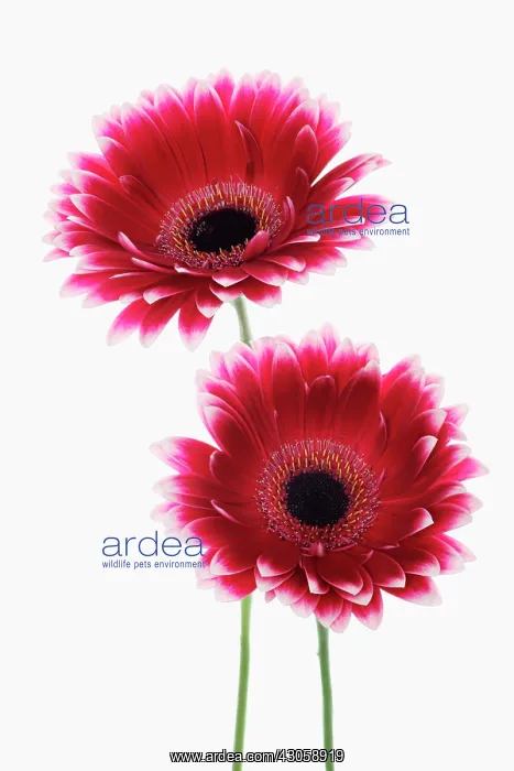 : Gerbera. Gerbera : Gerbera. Gerbera