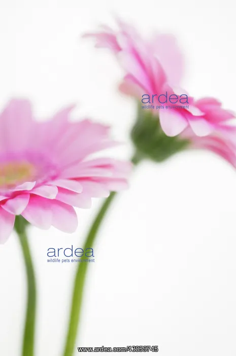 : Gerbera : Gerbera