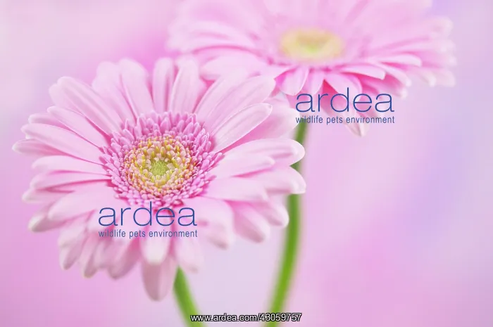 : Gerbera : Gerbera