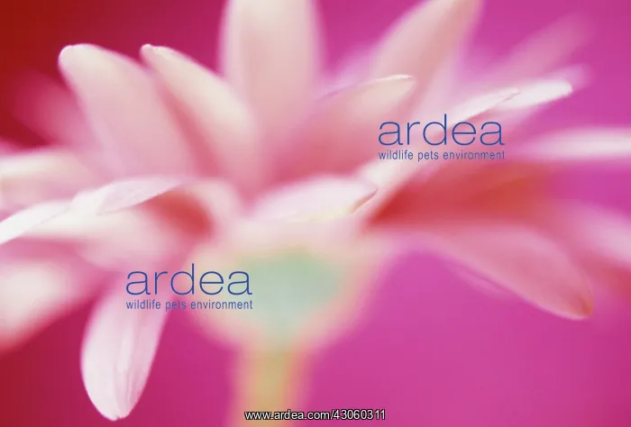 : Gerbera. Gerbera : Gerbera. Gerbera