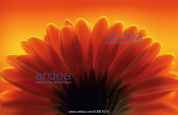  : Gerbera