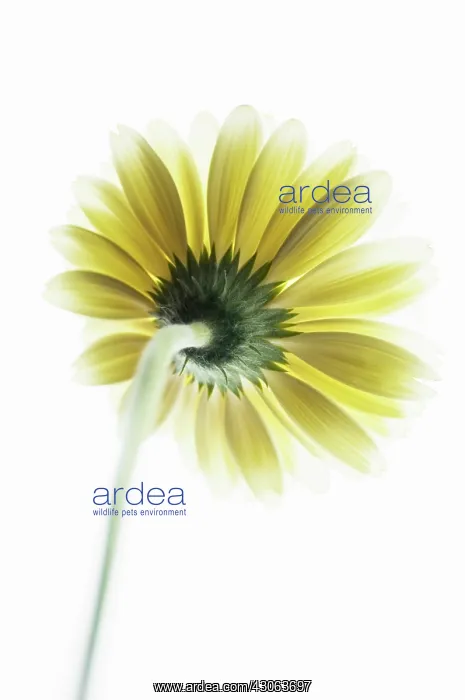 : Gerbera. Gerbera : Gerbera. Gerbera