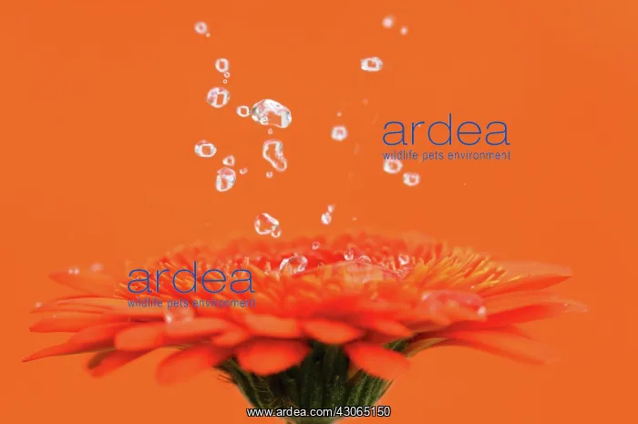 : Gerbera : Gerbera