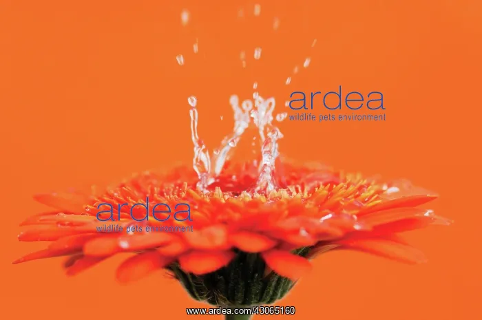 : Gerbera : Gerbera