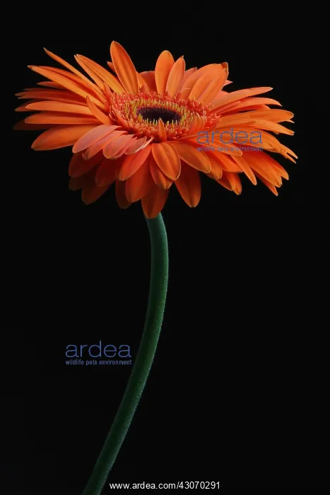 : Gerbera. Gerbera : Gerbera. Gerbera