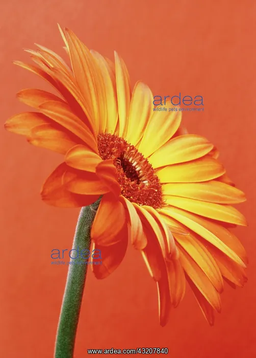 : Gerbera : Gerbera