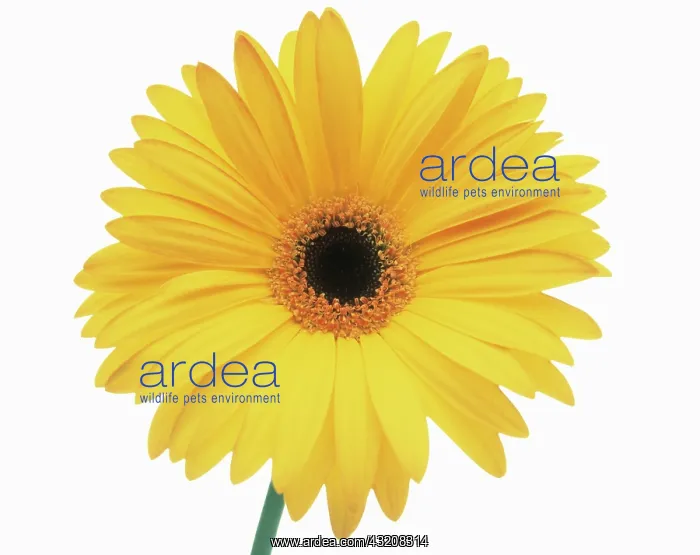 : Gerbera. Gerbera : Gerbera. Gerbera