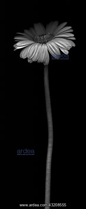 : Gerbera, Gerbera Germini Davidson : Gerbera, Gerbera Germini Davidson