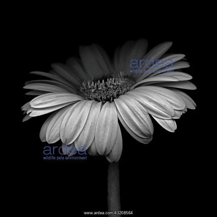 : Gerbera, Gerbera Germini Davidson : Gerbera, Gerbera Germini Davidson