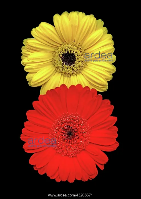 : Gerbera, Gerbera Germini Davidson : Gerbera, Gerbera Germini Davidson