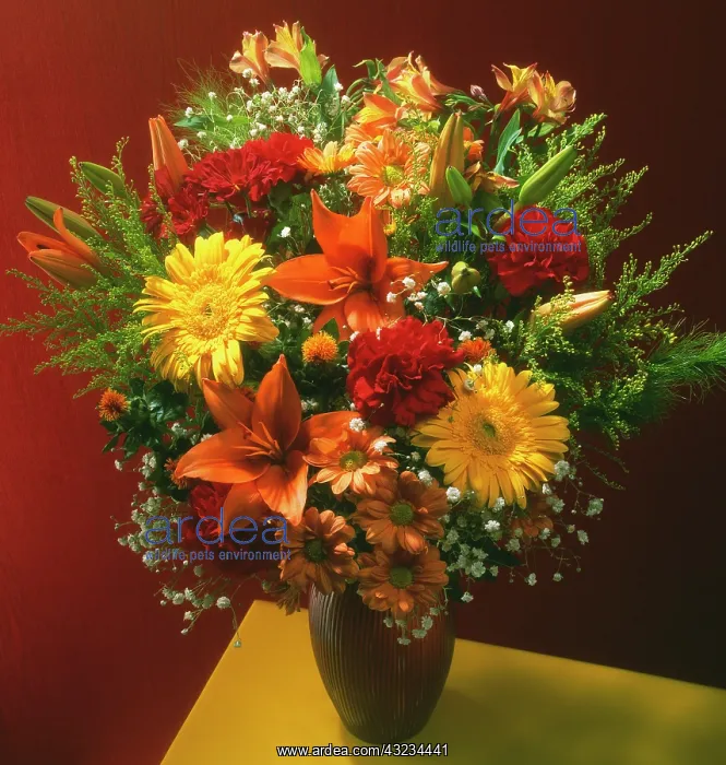 : Gerbera : Gerbera