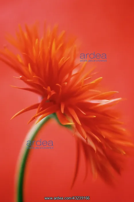 : Gerbera. Gerbera : Gerbera. Gerbera