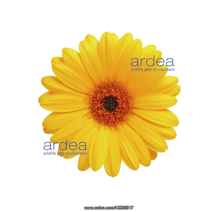 : Gerbera : Gerbera