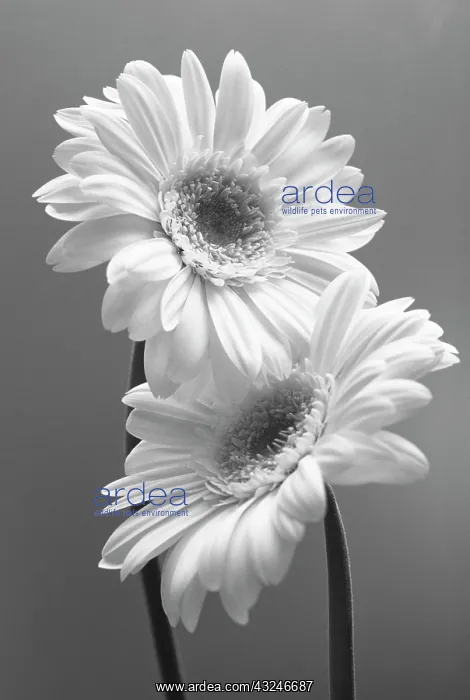 : Gerbera : Gerbera